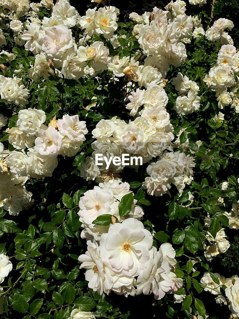 CLOSE-UP OF WHITE BLOSSOMS