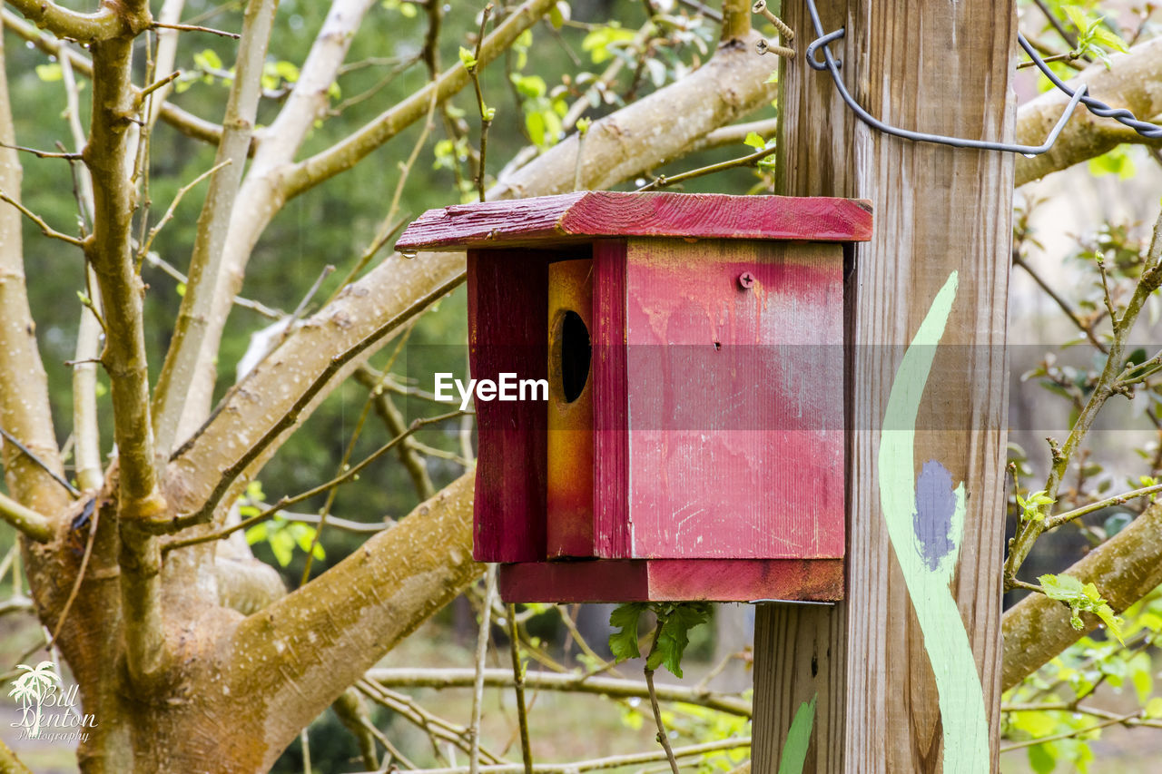 tree, day, no people, focus on foreground, wood - material, plant, nature, growth, outdoors, red, leaf, public mailbox, close-up, animal themes