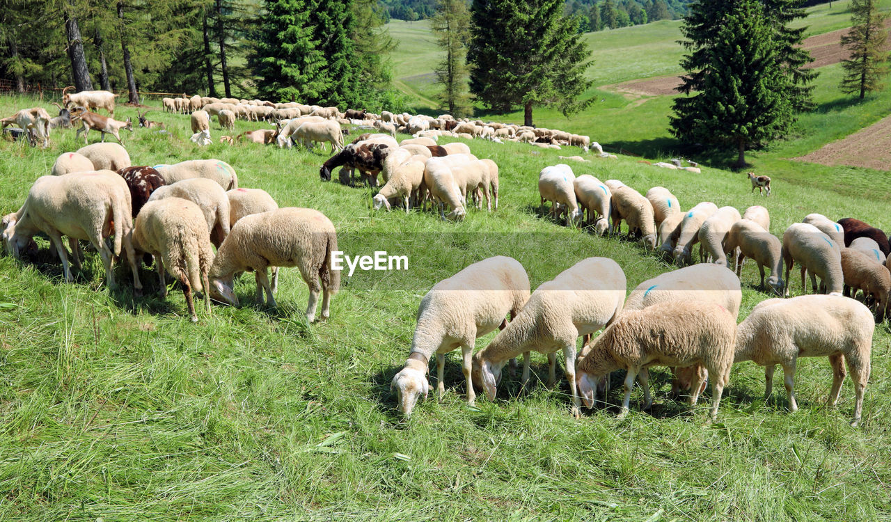 Flock of sheep grazes on the mountain meadow in summer