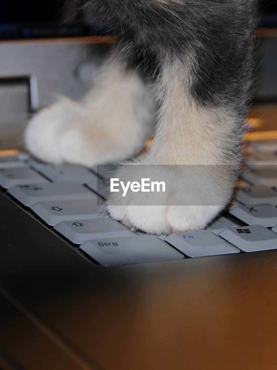 HIGH ANGLE VIEW OF CAT ON TABLE AT CAMERA