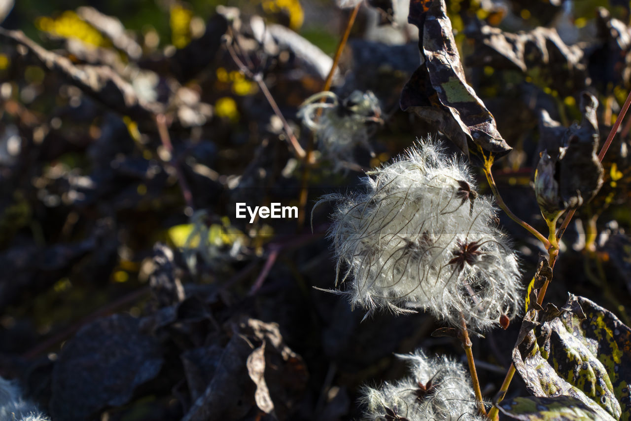 Clematis brachiataon the fence in autumn