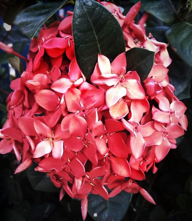 CLOSE-UP OF RED FLOWERS