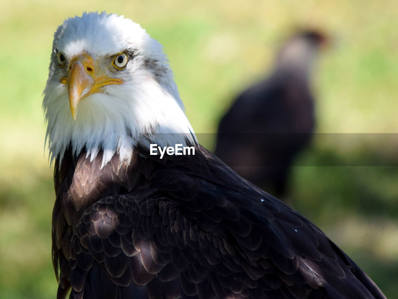 Close-up of bald eagle on field