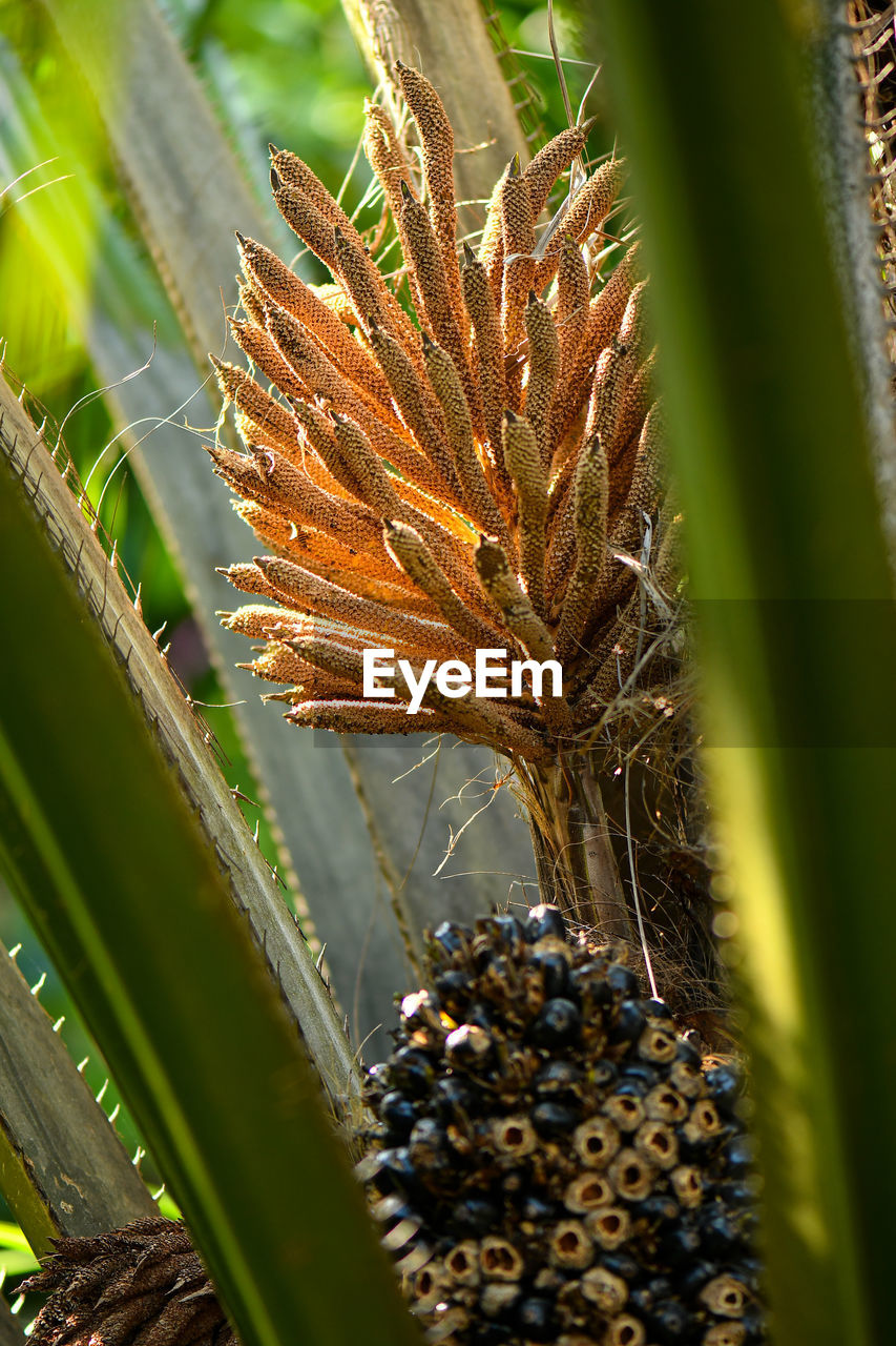 CLOSE-UP OF CACTUS PLANT ON FIELD