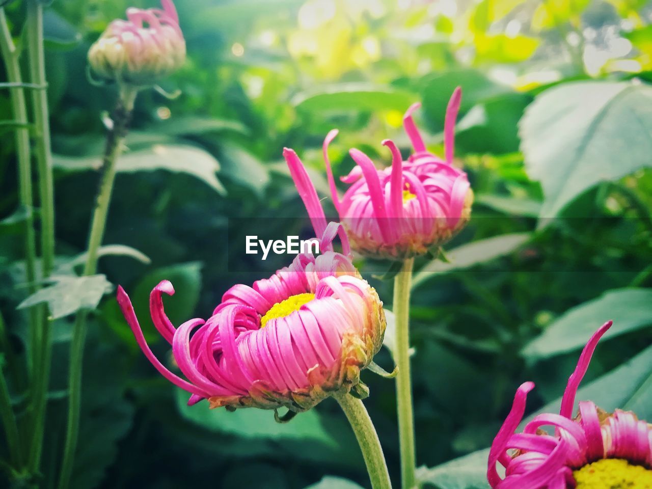 CLOSE-UP OF PINK FLOWER BLOOMING