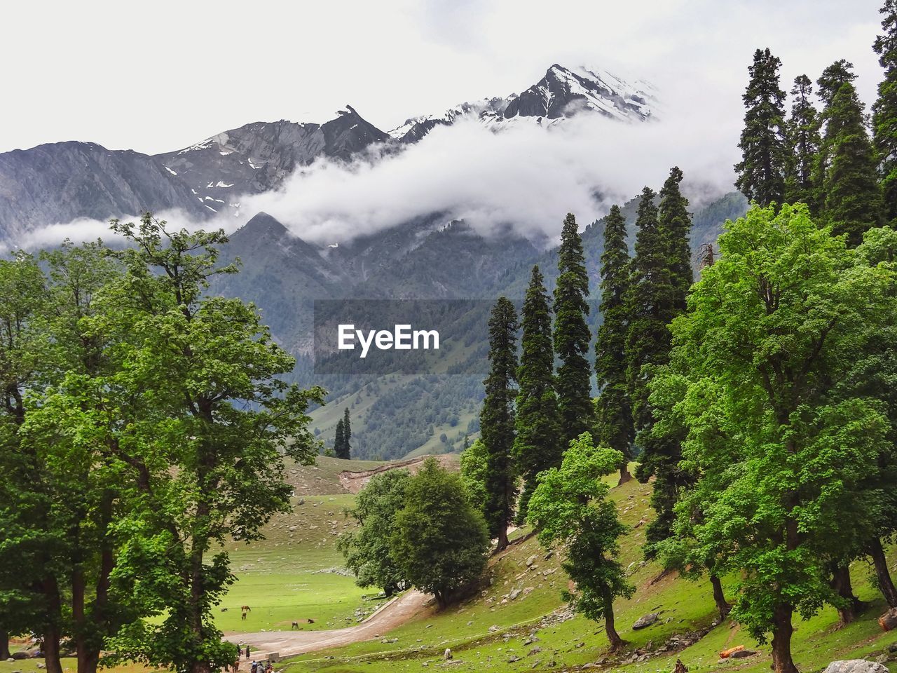 Panoramic view of trees and mountains against sky