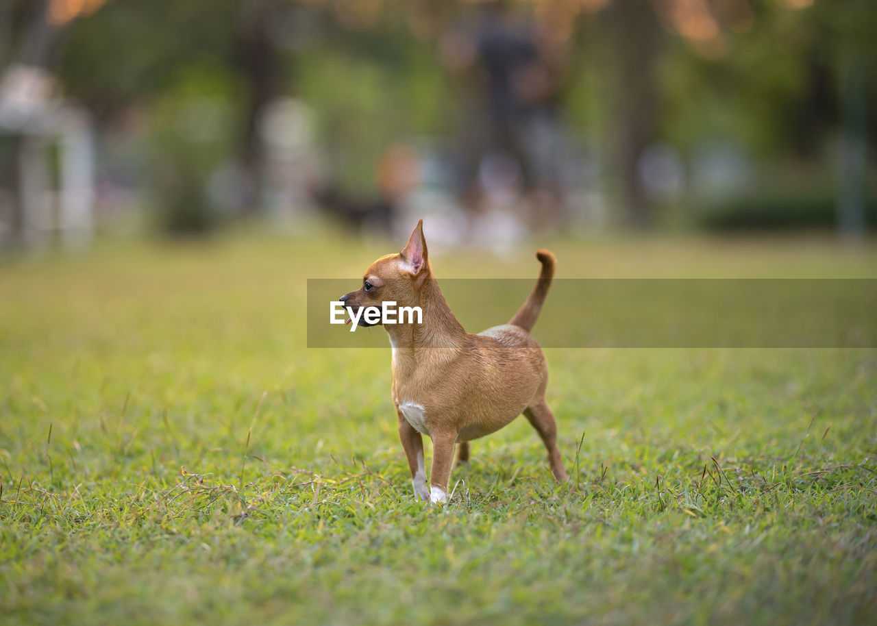 DOG STANDING IN FIELD