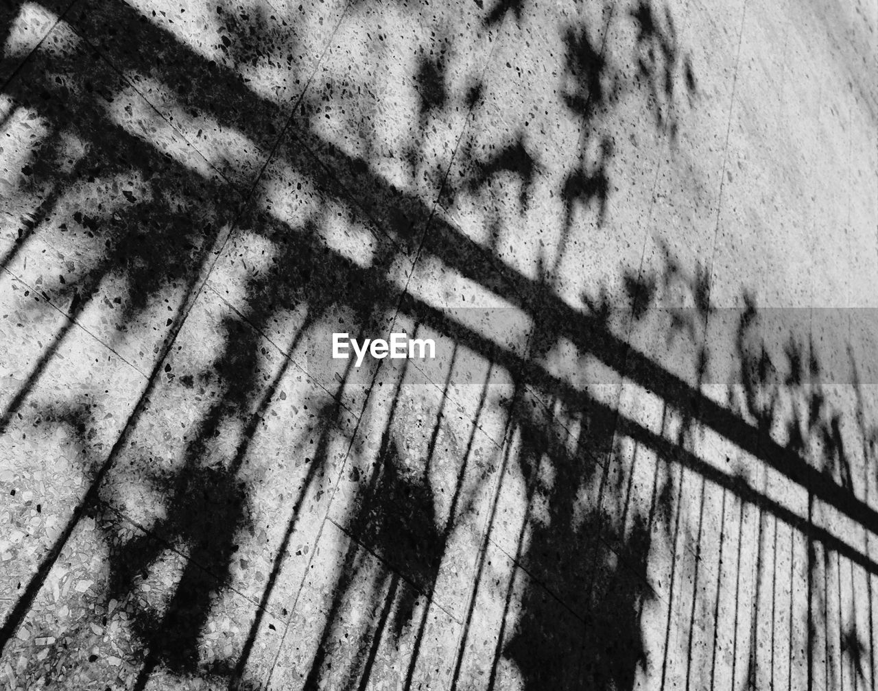 FULL FRAME SHOT OF SHADOW OF TREE