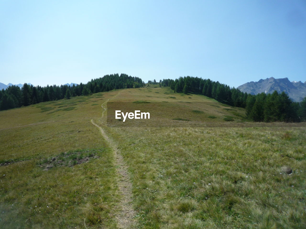 plant, landscape, environment, sky, grassland, land, hill, ridge, meadow, scenics - nature, grass, natural environment, nature, tree, pasture, plateau, beauty in nature, no people, tranquility, wilderness, prairie, tranquil scene, non-urban scene, plain, field, clear sky, green, steppe, forest, blue, rural area, mountain range, day, rural scene, outdoors, coniferous tree, travel, pinaceae, pine tree, pine woodland, travel destinations, land lot, remote, growth