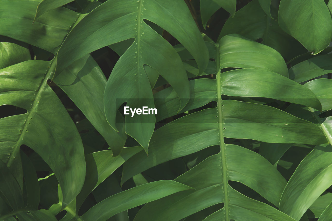 HIGH ANGLE VIEW OF LEAVES