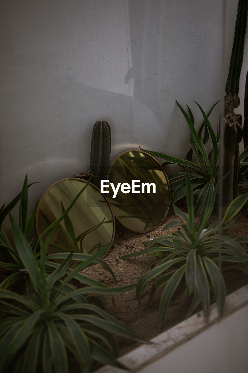 High angle view of potted plants against wall