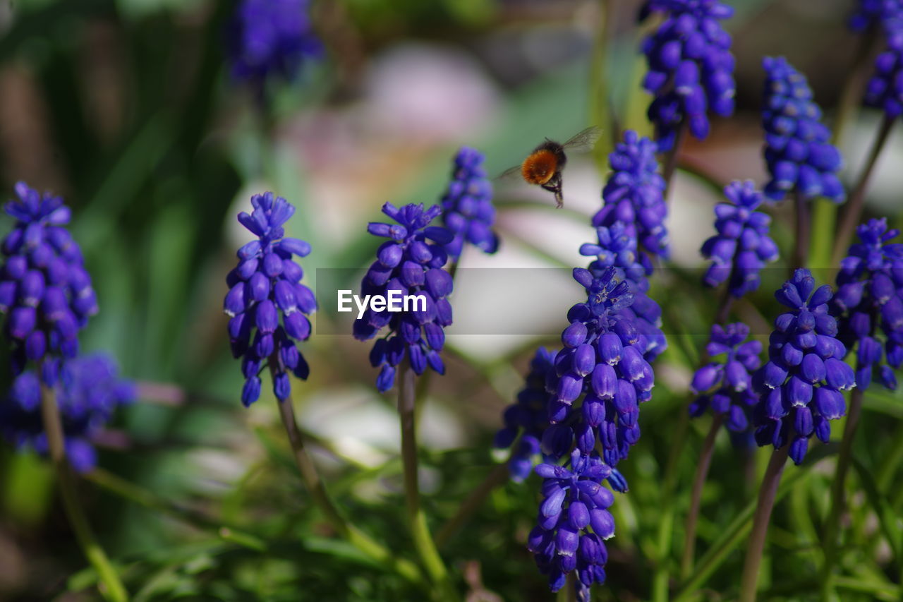 Close-up of bumblebee on purple flowering plants