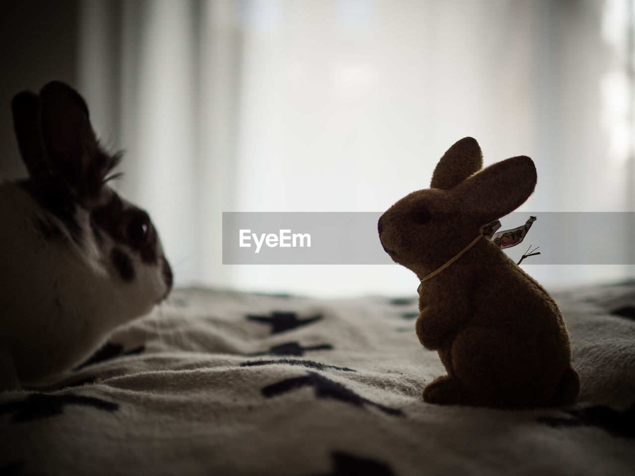 Close-up of rabbit with bunny toy on bed