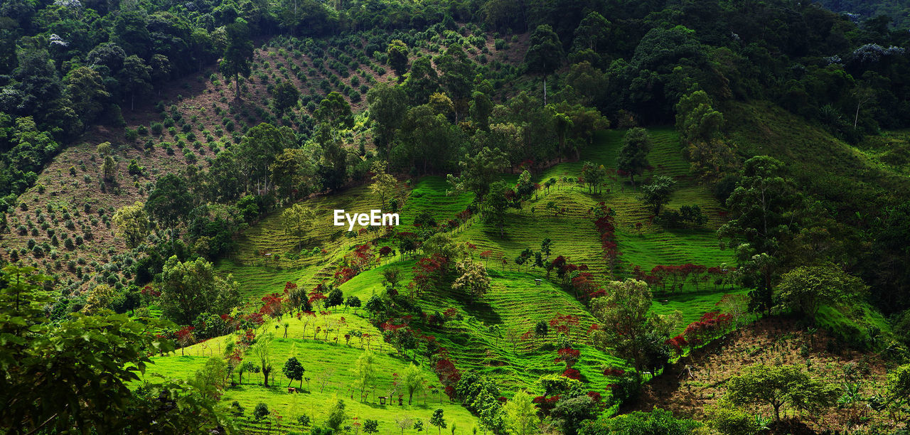 HIGH ANGLE VIEW OF TREES GROWING IN FARM