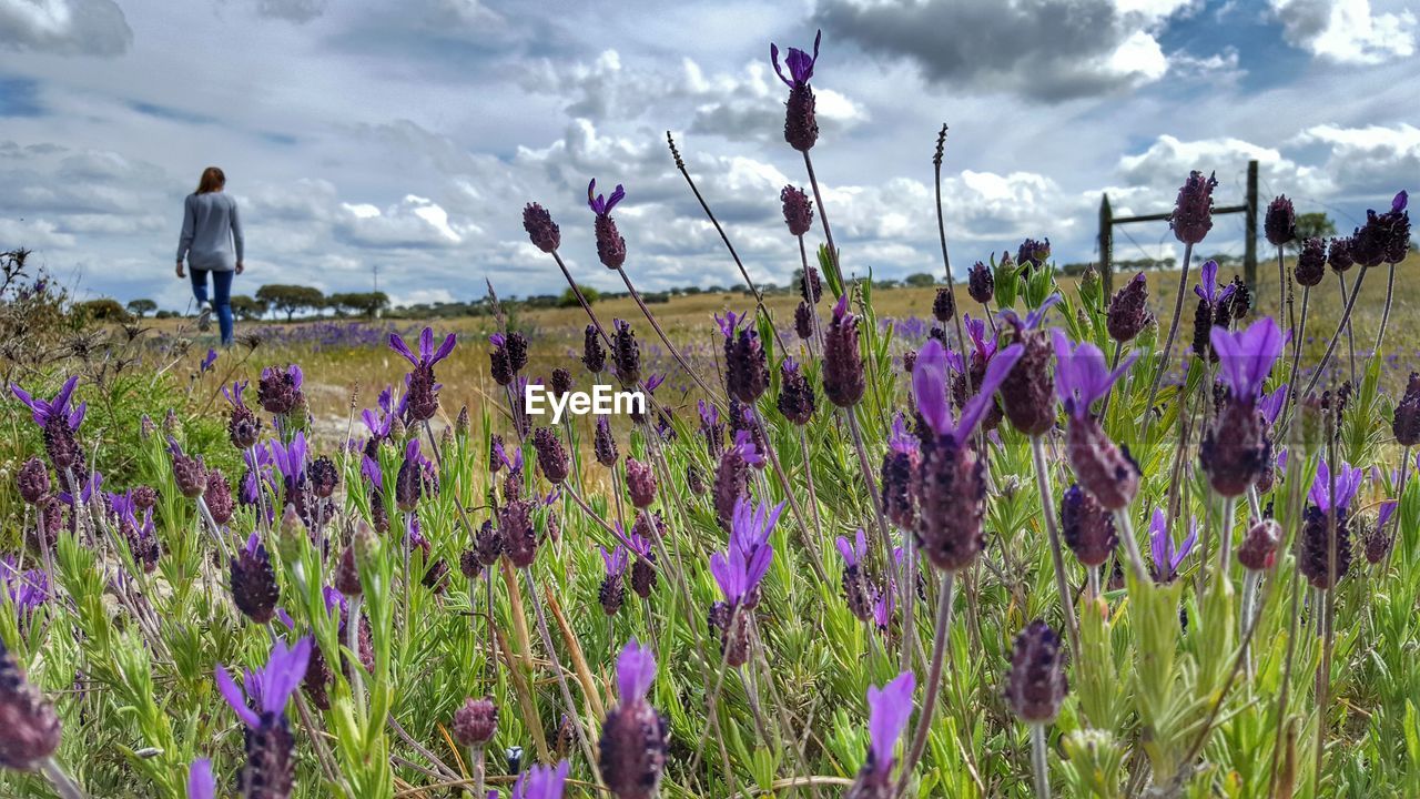 PURPLE FLOWERS GROWING IN FIELD