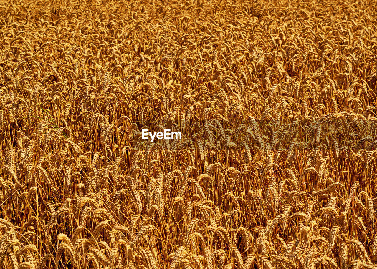 Full frame shot of wheat field