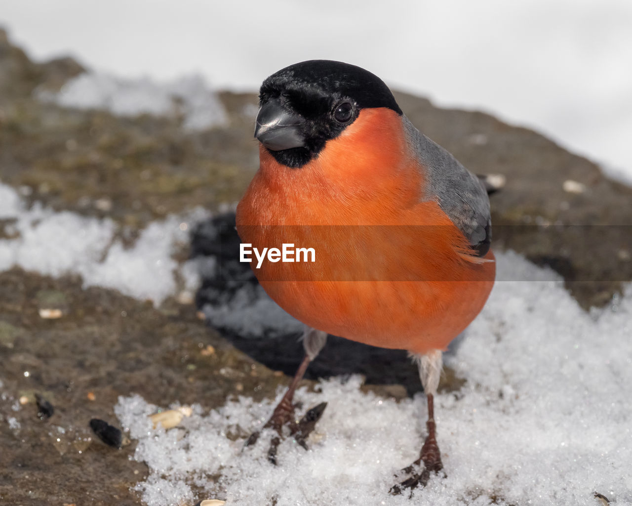 CLOSE-UP OF BIRD PERCHING ON SNOW DURING WINTER