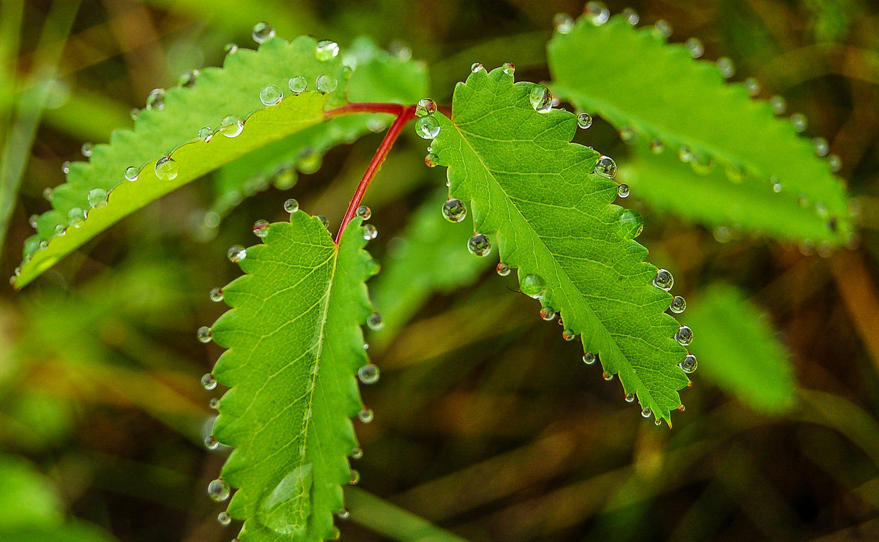 CLOSE-UP OF WET GREEN PLANT IN RAIN