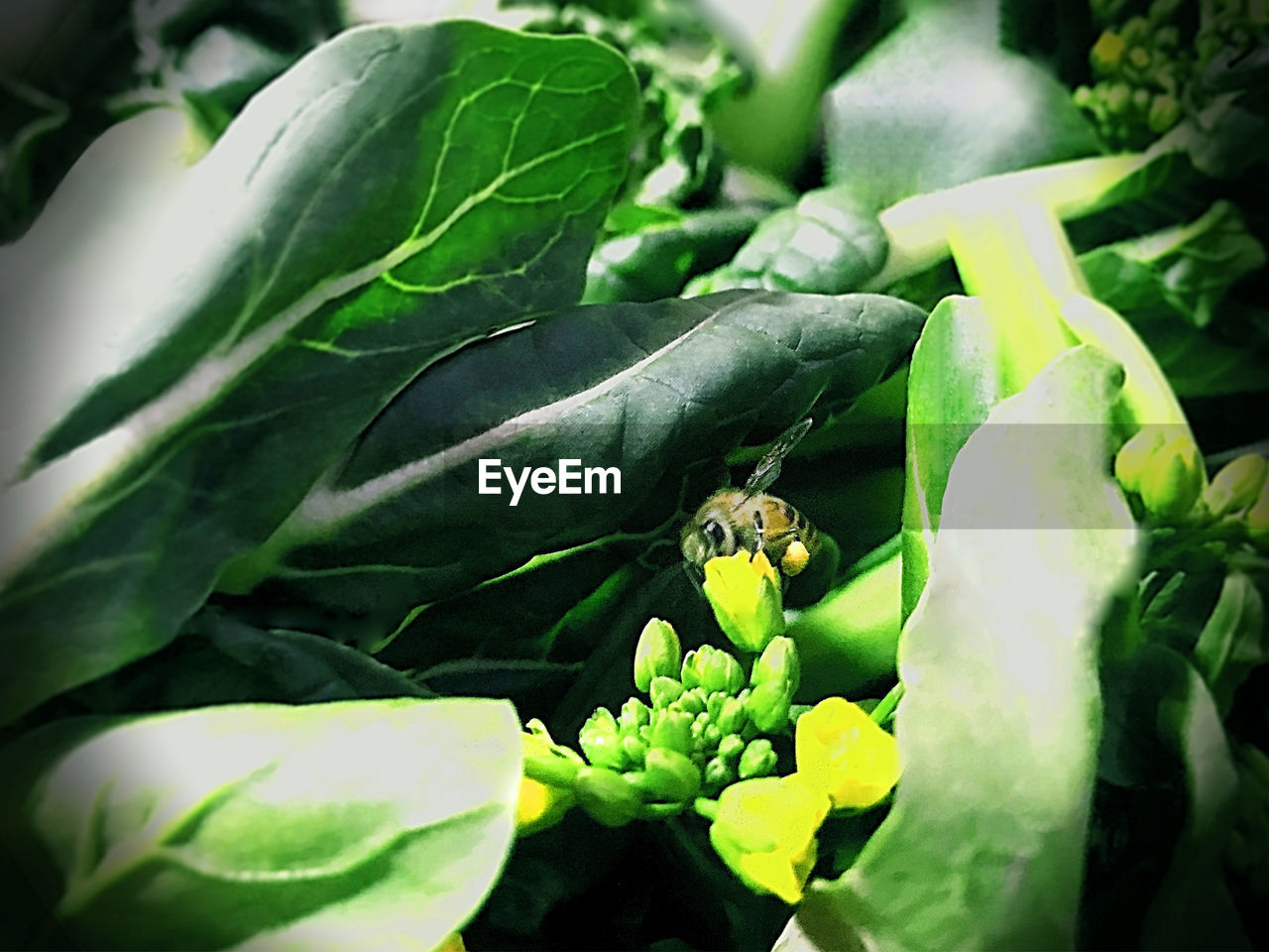 Details Of Nature Selective Focus Pollination Yellow Flower Green Color Bee 🐝 Bee