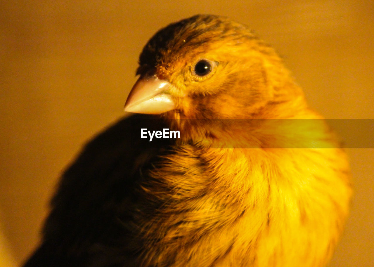 CLOSE-UP OF A BIRD AGAINST YELLOW BACKGROUND