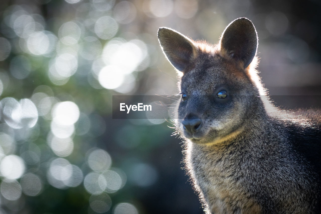 Close-up portrait of kangaroo looking away