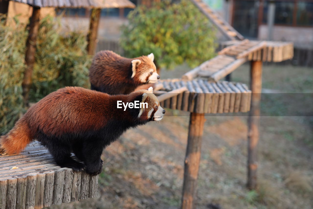 View of red panda