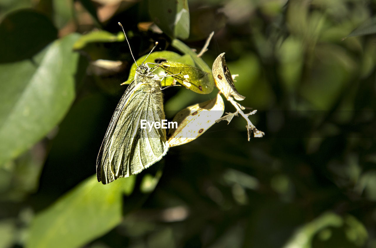 CLOSE-UP OF BUTTERFLY POLLINATING FLOWER