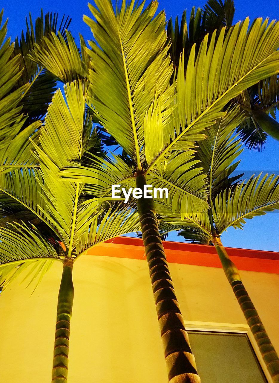 LOW ANGLE VIEW OF PALM TREES AGAINST BLUE SKY