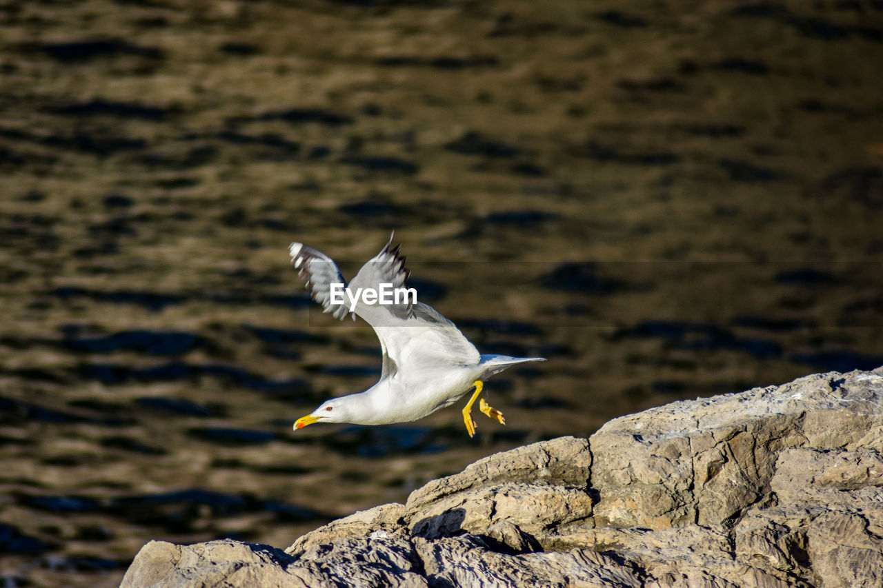 animal themes, animal, bird, animal wildlife, wildlife, one animal, flying, nature, rock, spread wings, seabird, water, sea, no people, gull, seagull, focus on foreground, day, animal body part, outdoors, motion, full length, beak, wing