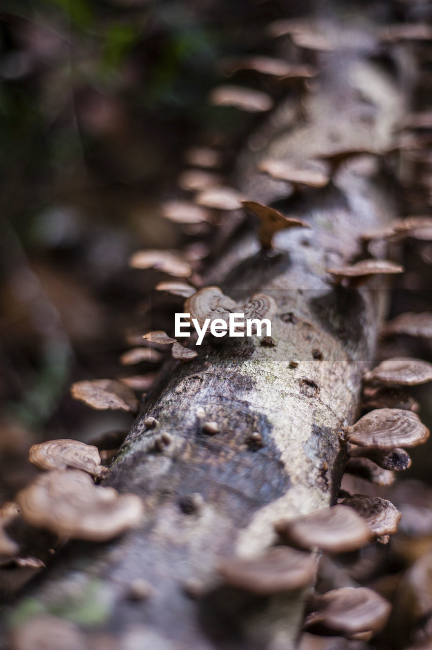 Close-up of funguses growing on tree branch