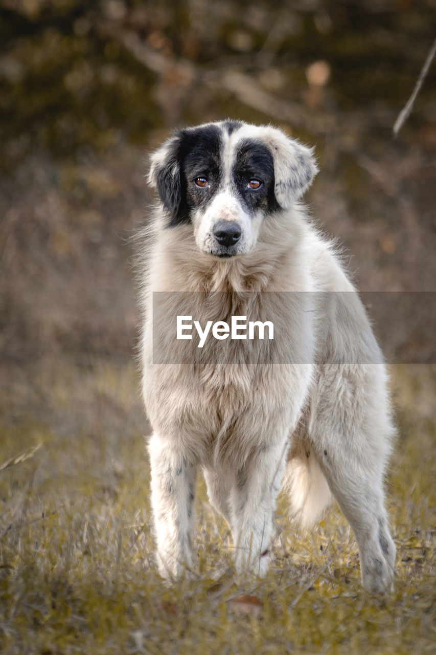 Portrait of dog standing on field