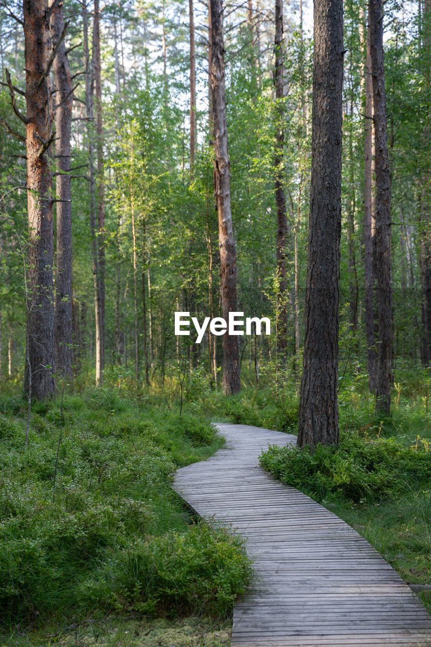 VIEW OF PINE TREES IN FOREST