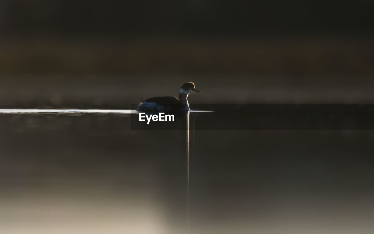 Grebe in backlit on a calm pond