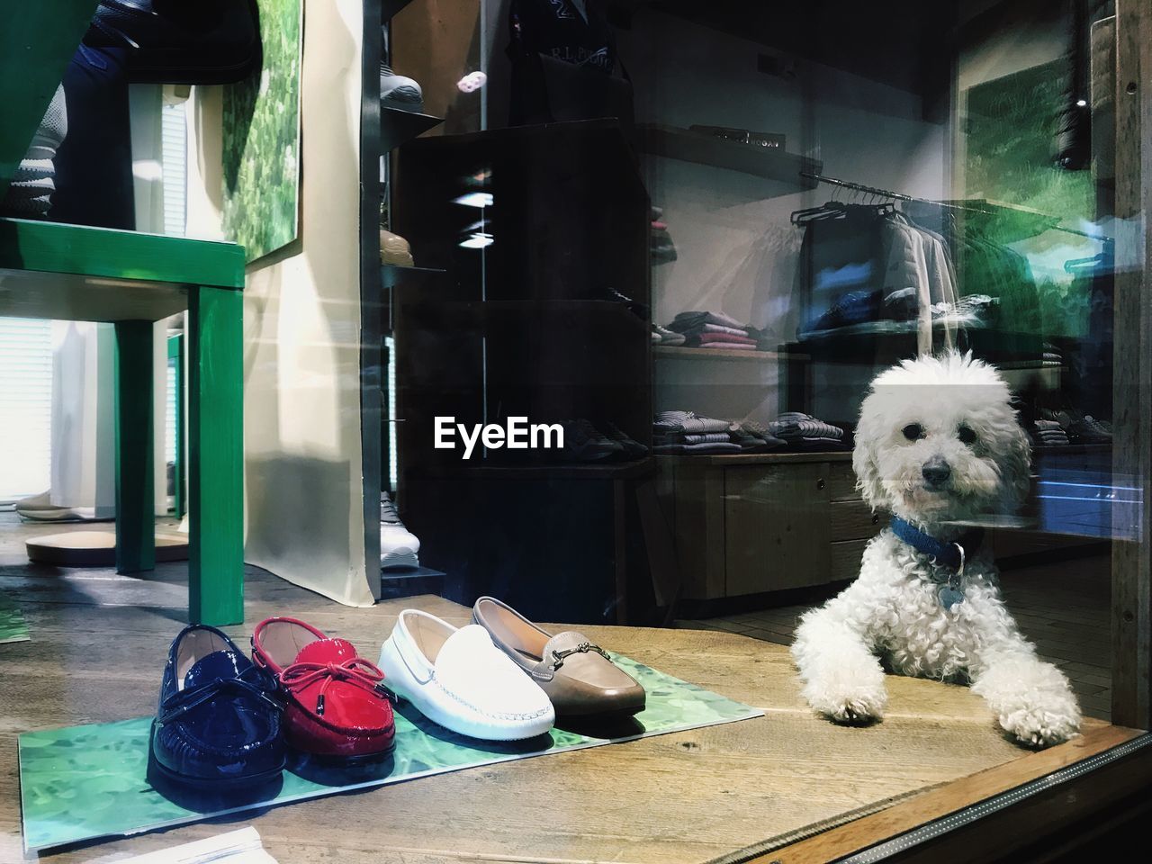 DOG ON FLOOR