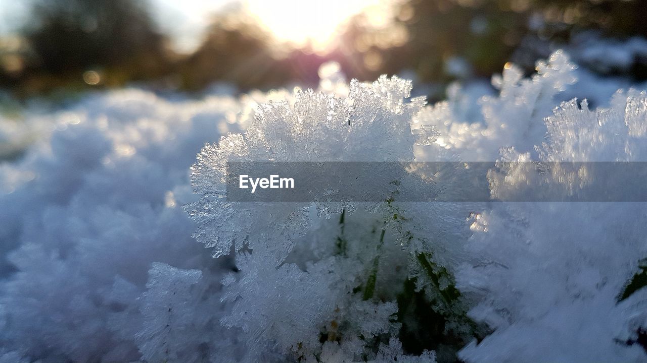 CLOSE-UP OF SNOW COVERED TREES