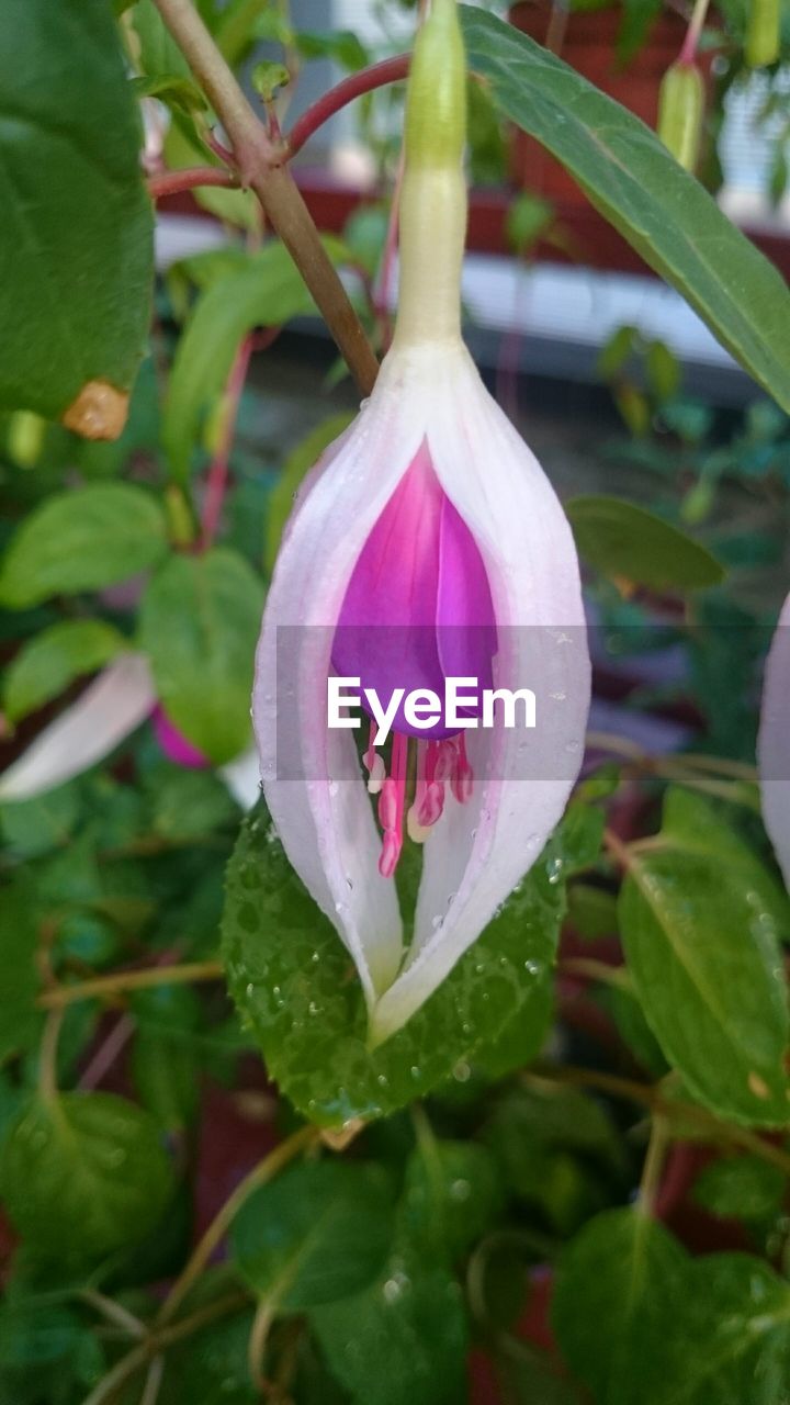 CLOSE-UP OF PINK FLOWER WITH BUDS GROWING IN PLANT