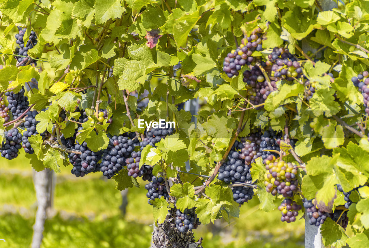 GRAPES GROWING ON VINEYARD