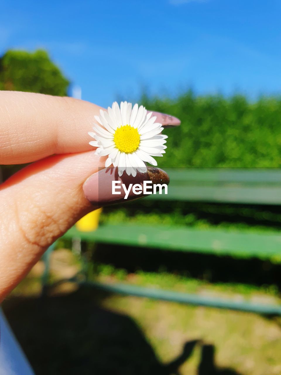 CLOSE-UP OF HAND HOLDING WHITE DAISY