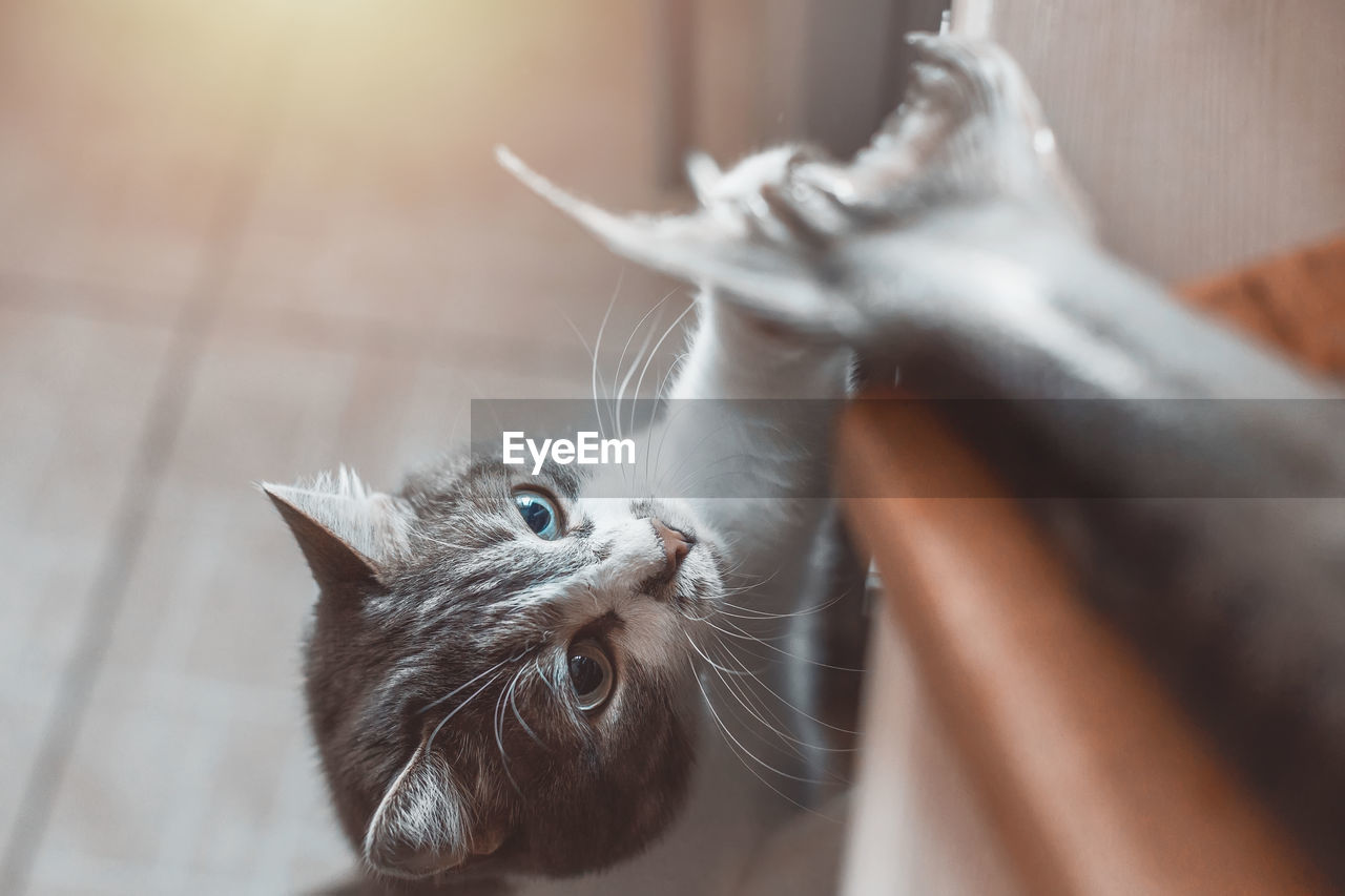 CLOSE-UP OF A CAT LOOKING UP