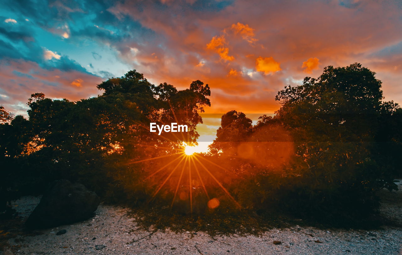 Sunlight streaming through trees during sunset