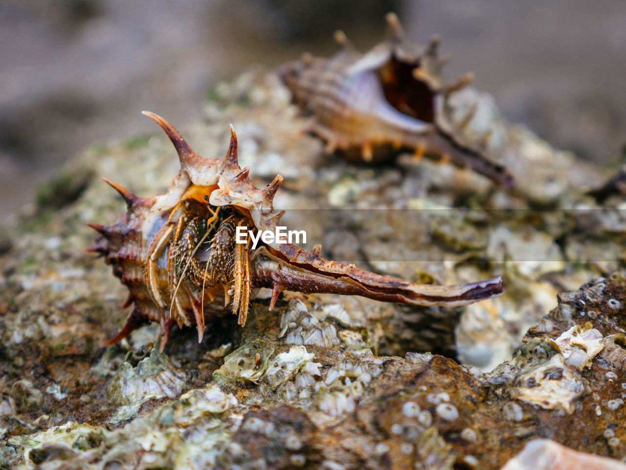 Close-up of crabs on rock