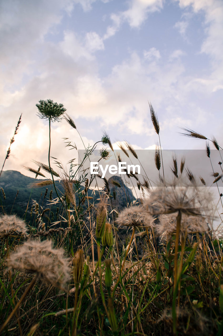 Close-up of flowering plants on land against sky