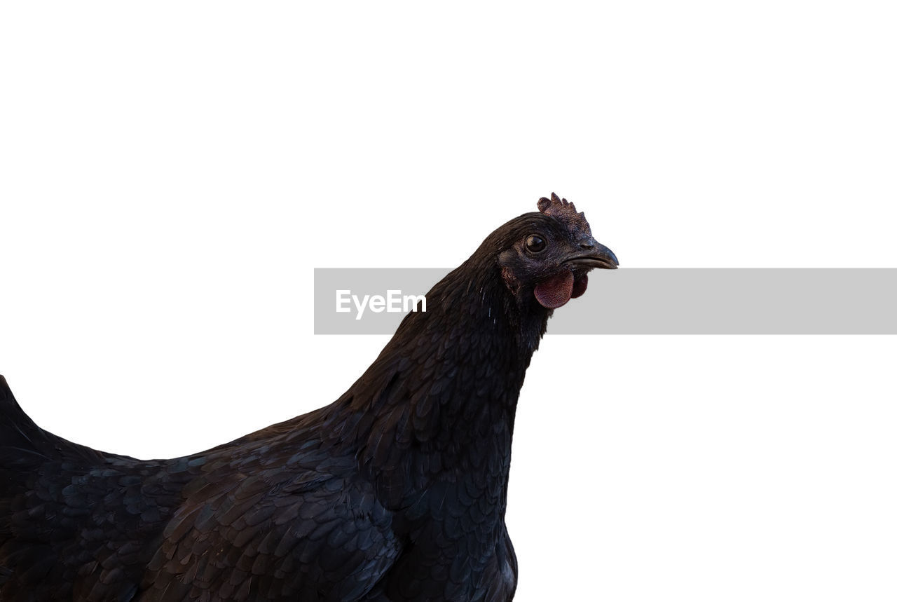 CLOSE-UP OF BIRD AGAINST WHITE BACKGROUND