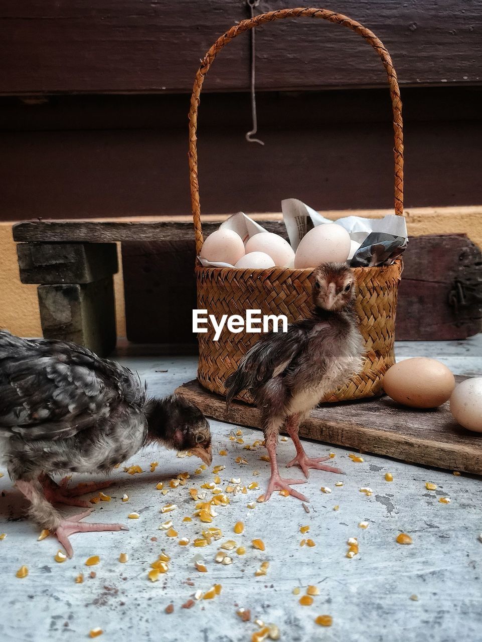 CLOSE-UP OF BIRDS IN A ANIMAL