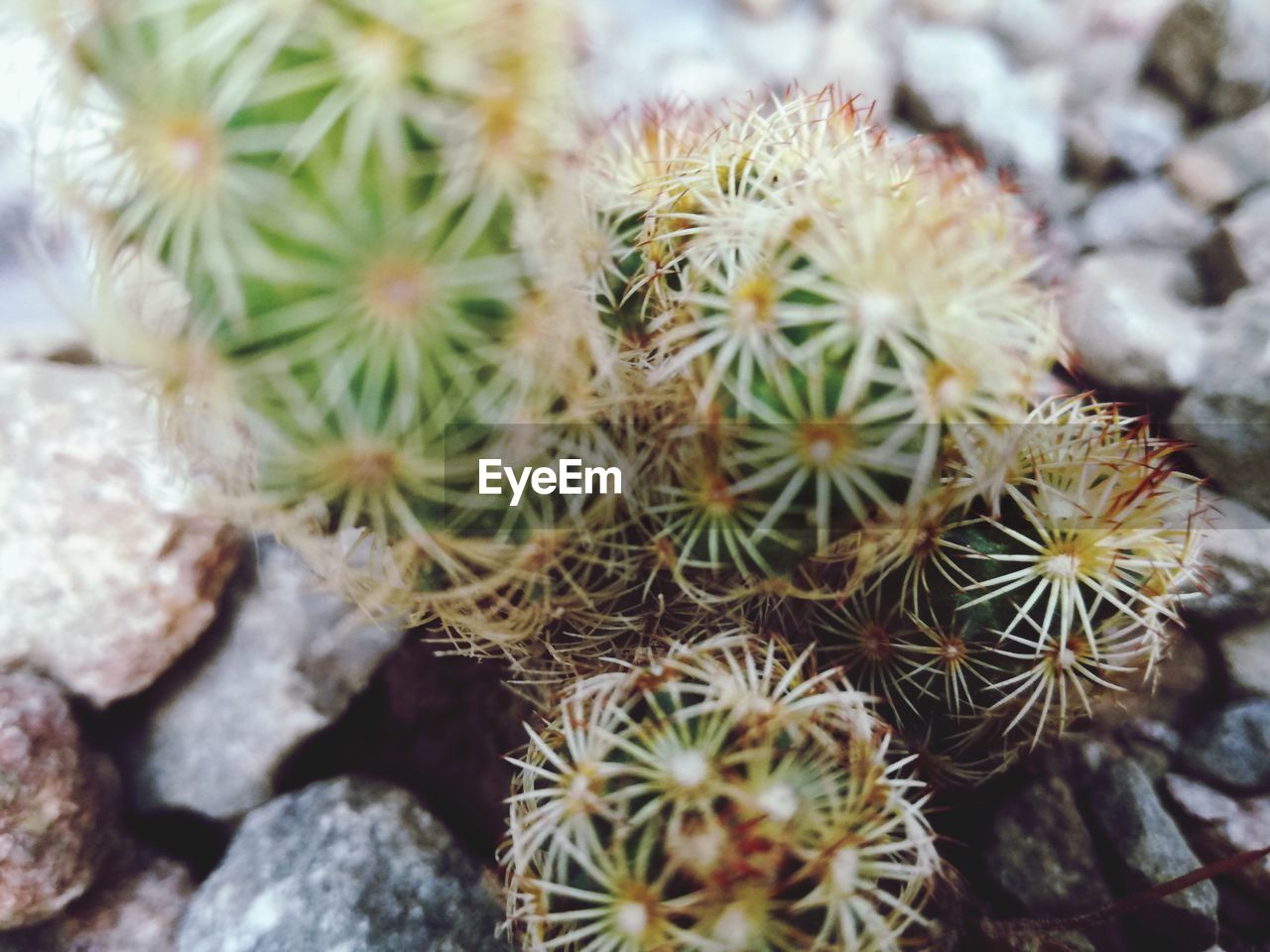 CLOSE-UP OF CACTUS PLANTS