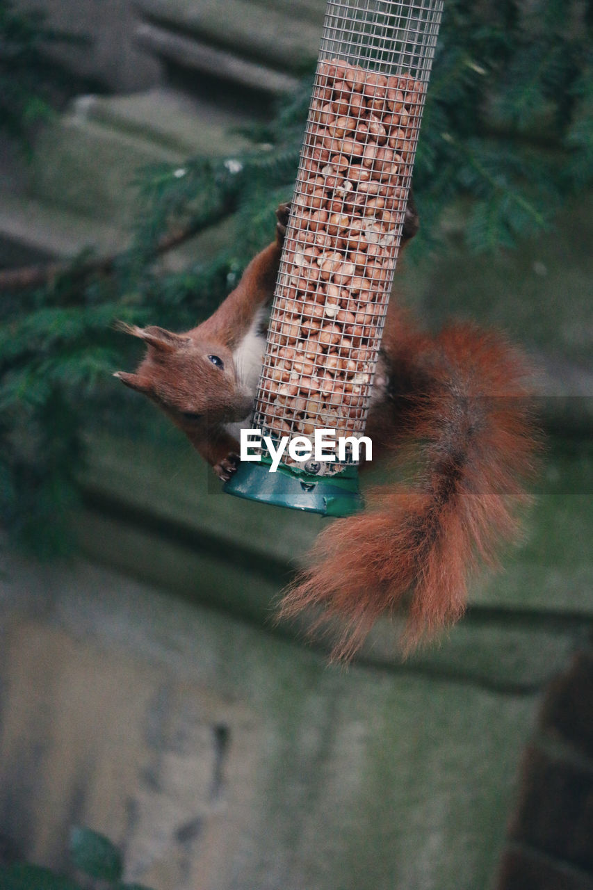 Eurasian red squirrel on bird feeder