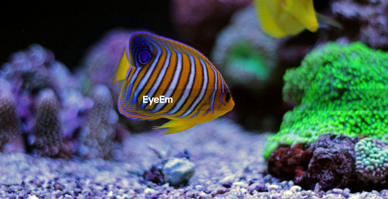 CLOSE-UP OF FISH UNDERWATER