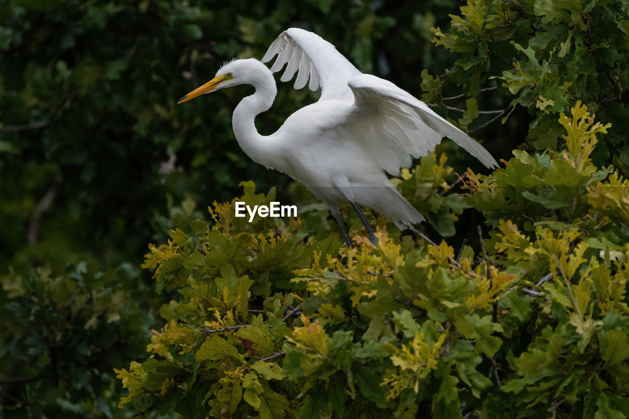 Great white egret with its wings up high as it balances on a branch high in a tree.