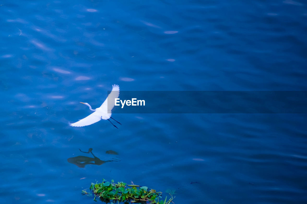 HIGH ANGLE VIEW OF BIRD FISH IN SEA