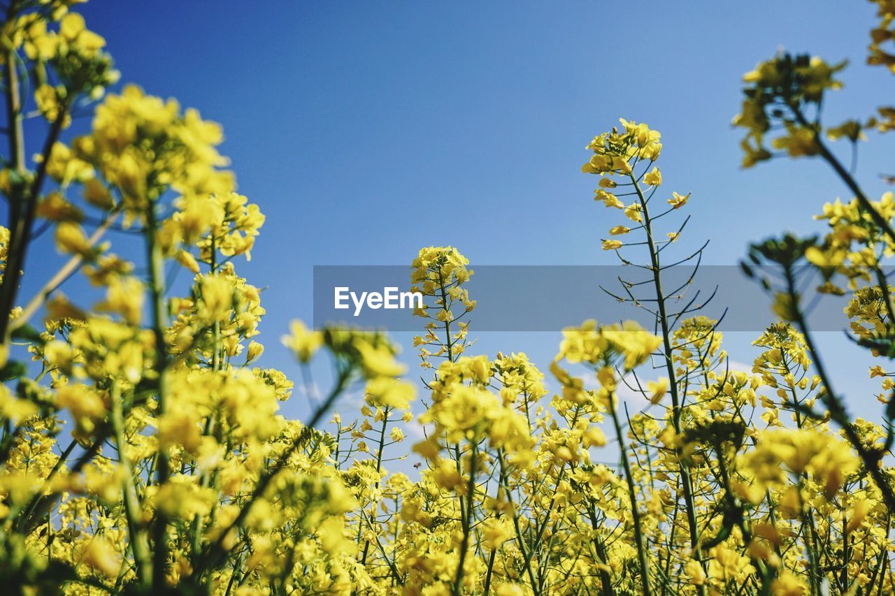 Low angle view of flowers against blue sky